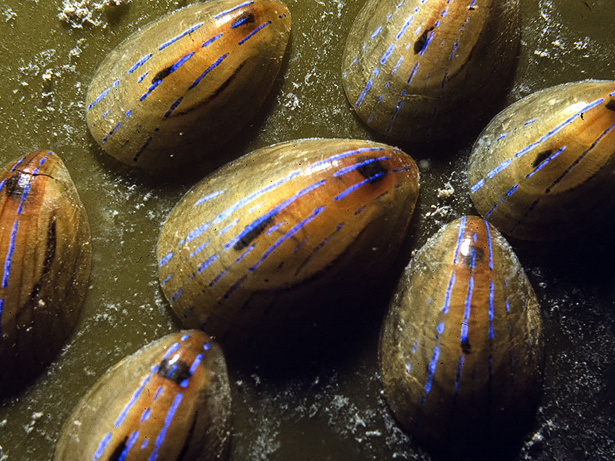 Helcion pellucidum